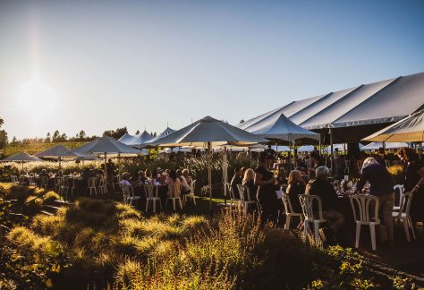 Outdoor festival at the edge of the vineyard under umbrellas